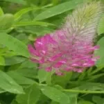 טיול ג׳יפים ספארי לילה ברמת הגולן